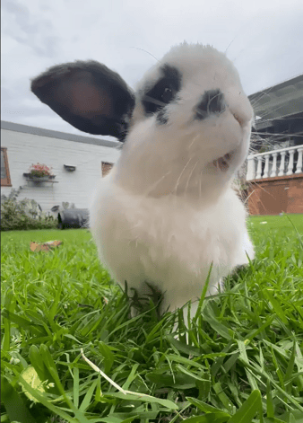 5 mins with Oreo