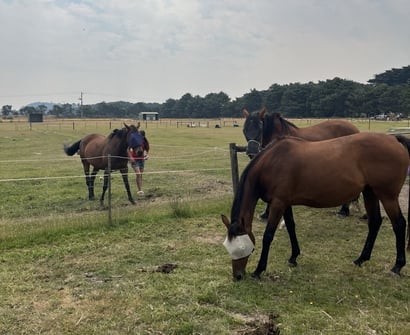 Horses - Jacques Taljaard